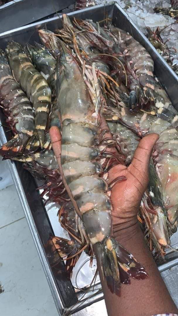 Green Mauritanian Lobster