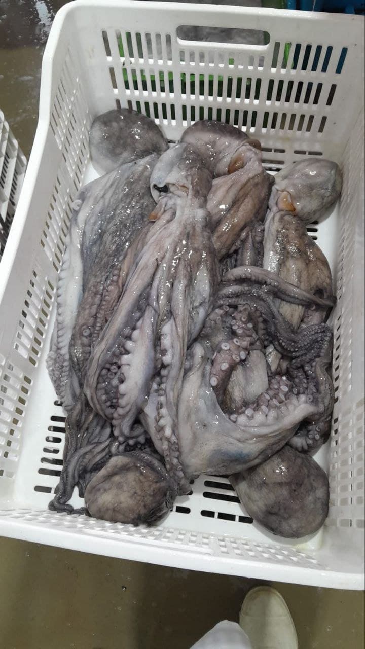 Octopus Vulgaris