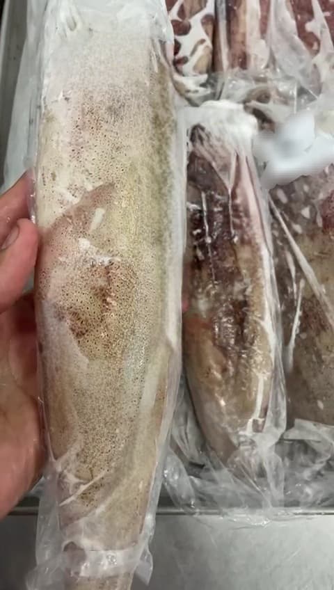 Mauritanian Squid (Loligo Vulgaris)