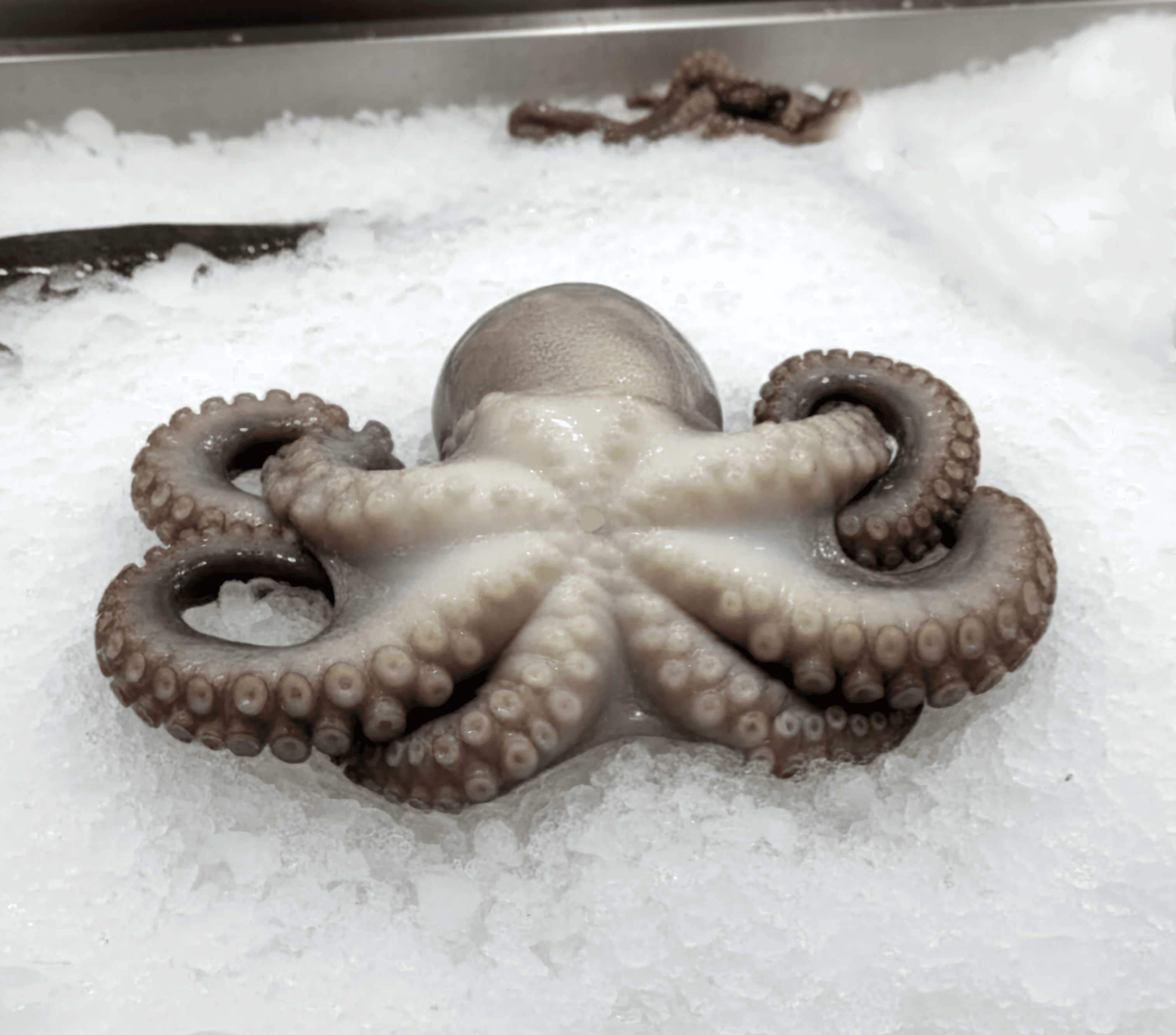 Octopus Vulgaris